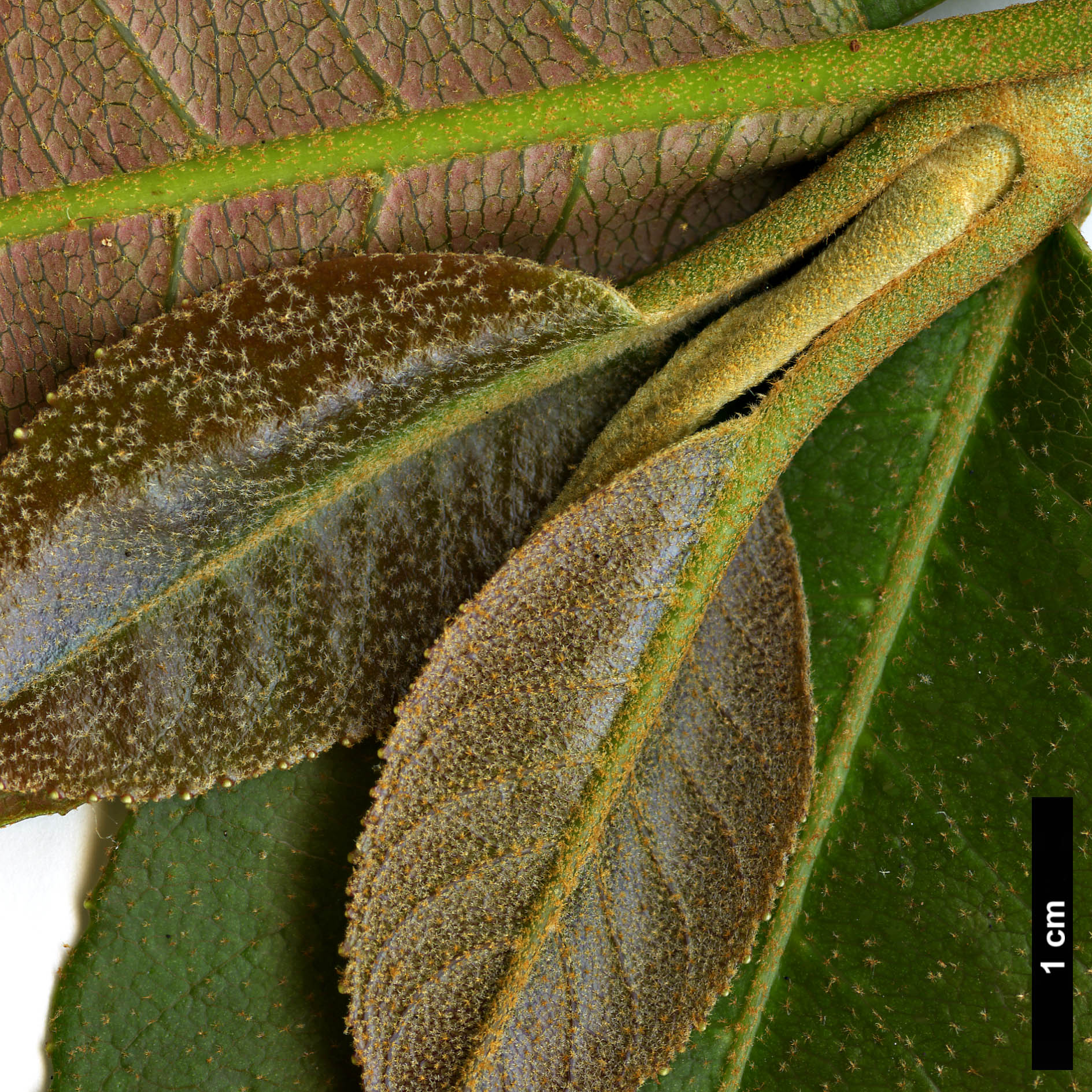 High resolution image: Family: Hydrangeaceae - Genus: Hydrangea - Taxon: peruviana × H.serratifolia